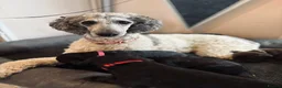 Mixed Breed dogs for sale: Doberdoodle Puppies – Ready for forever Homes! 🐾 - Advert 1