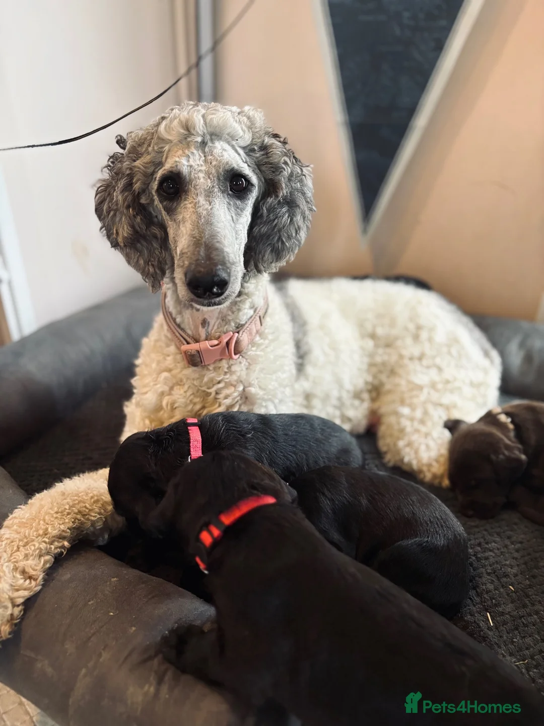 Mixed Breed dogs for sale: Doberdoodle Puppies – Ready for forever Homes! 🐾 - Advert 1