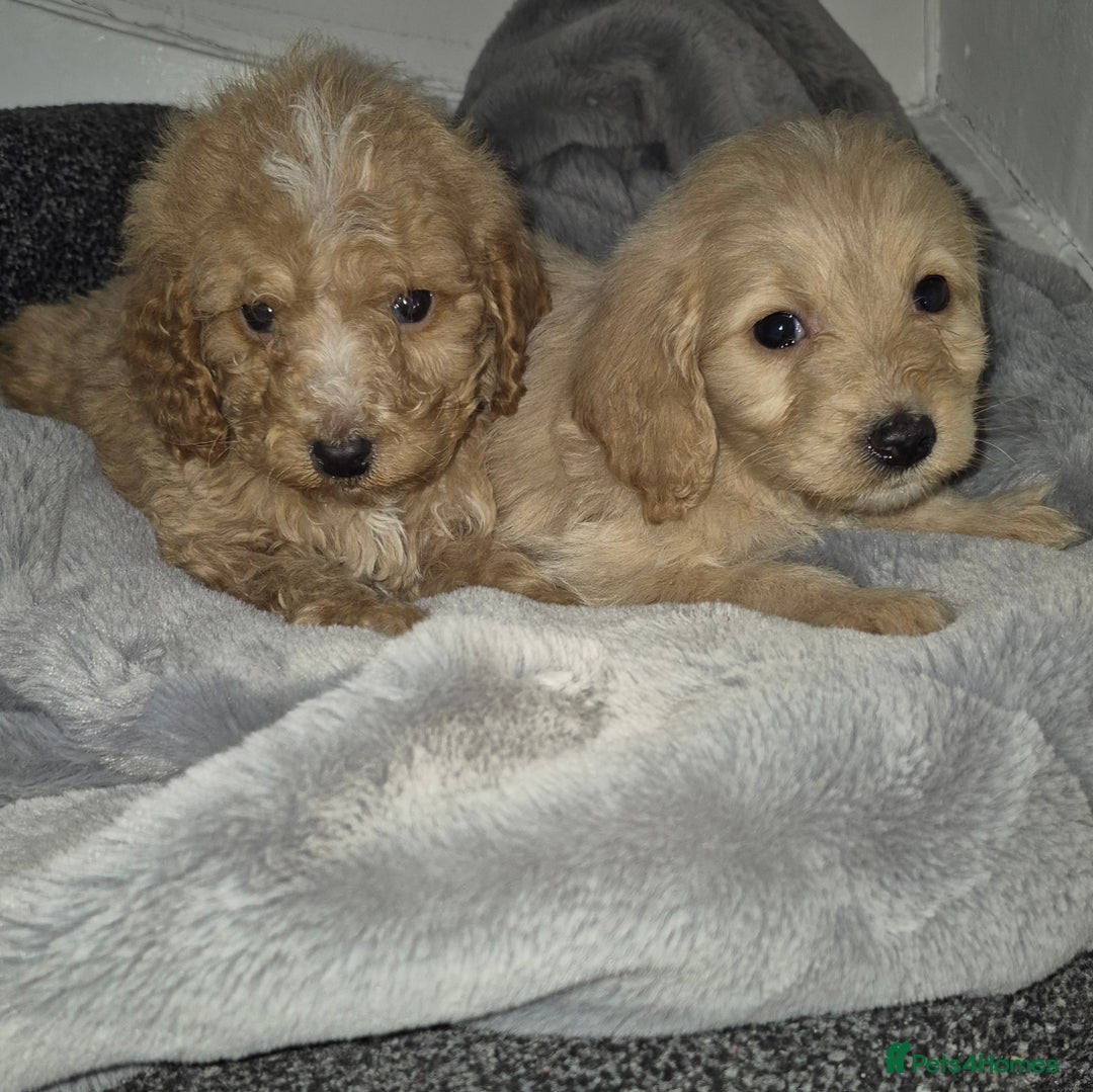 Cockapoo dogs for sale: Cockapoo pups  - Advert 7