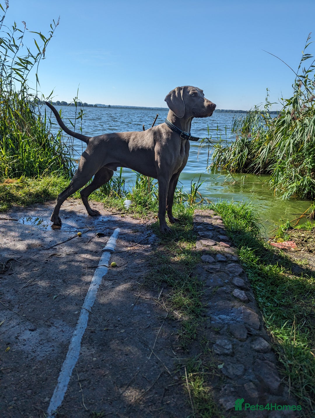 Weimaraner dogs for stud: Dog For Breeding  - Advert 10