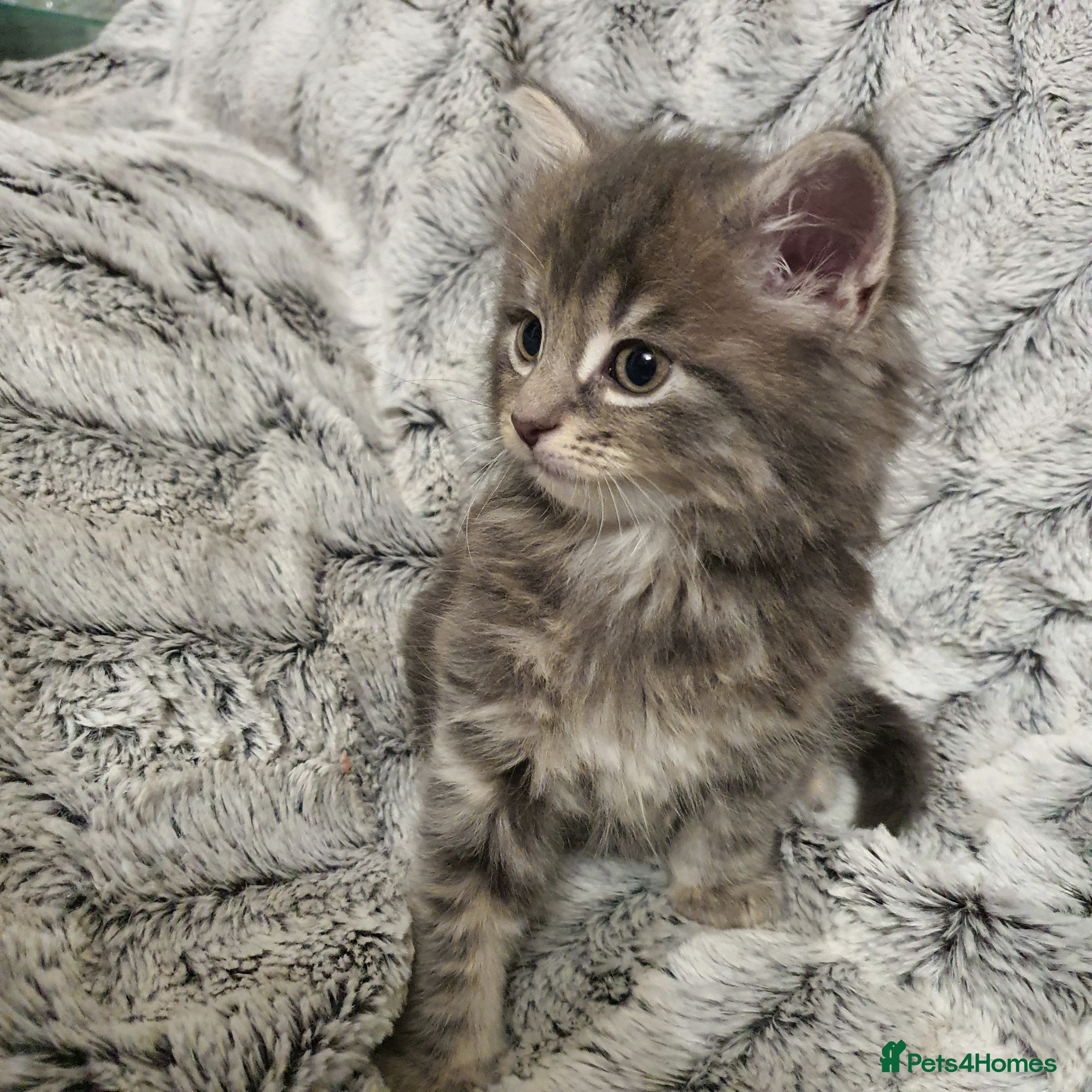 Mixed Breed cats 5 cute 😍 kittens  - Advert 2