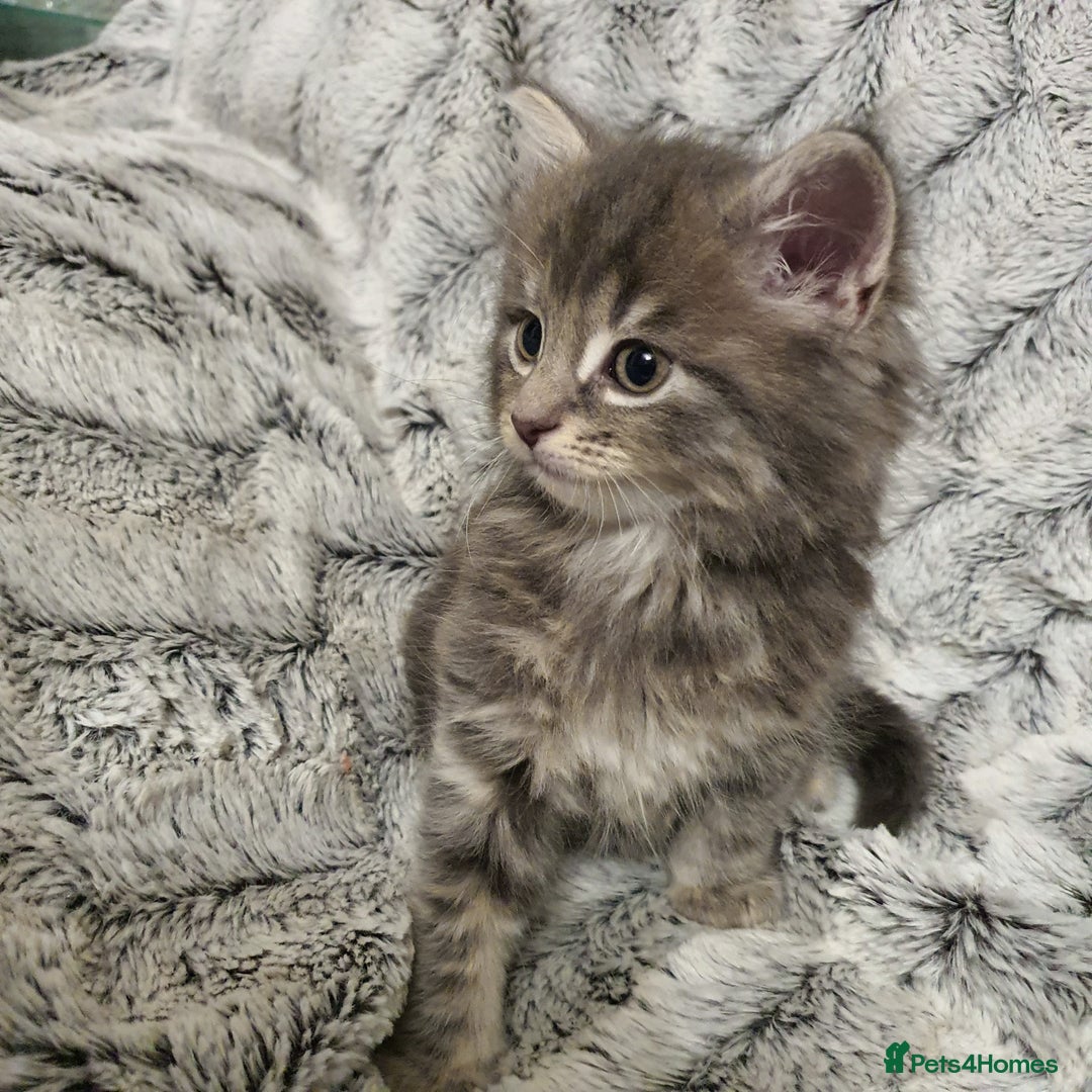 Mixed Breed cats for sale: 5 cute 😍 kittens  - Advert 1