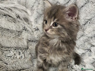 Mixed Breed cats 5 cute 😍 kittens - Advert 1