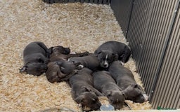 Staffordshire Bull Terrier dogs for sale: Stunning litter of Staffs - Image 3