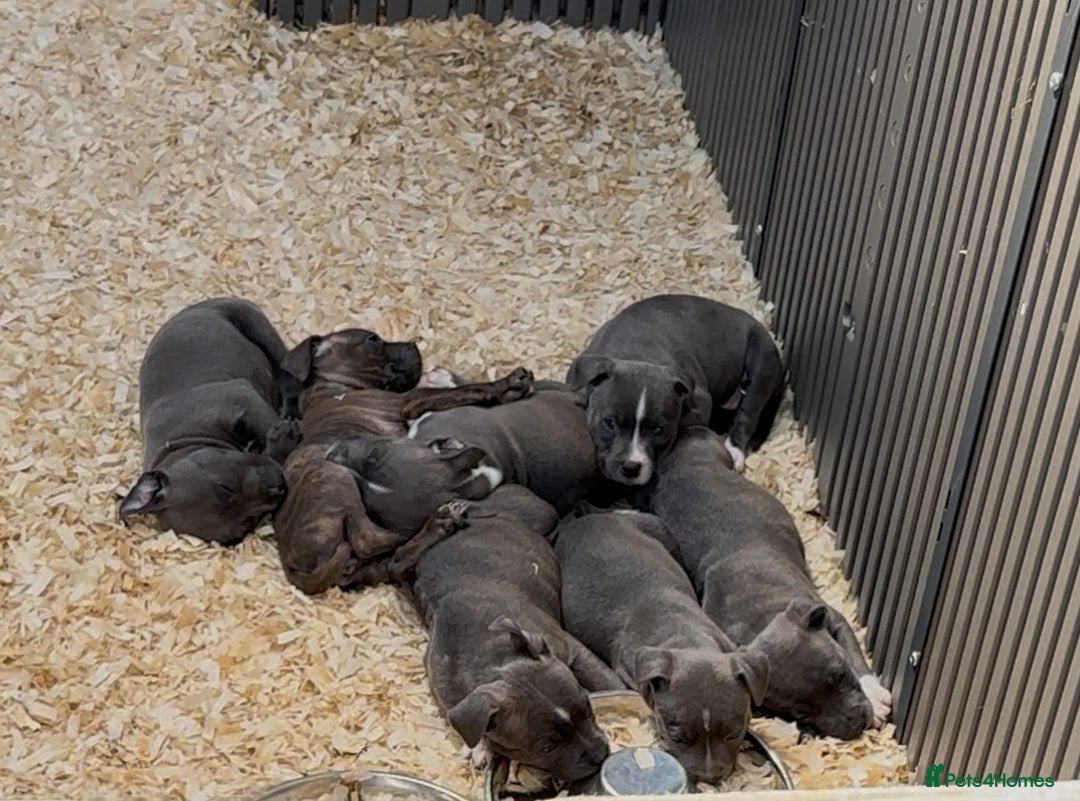 Staffordshire Bull Terrier dogs for sale: Stunning litter of Staffs - Image 3