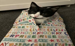 British Shorthair cats for sale: 7 month old tuxedo kitten for rehoming  - Image 2