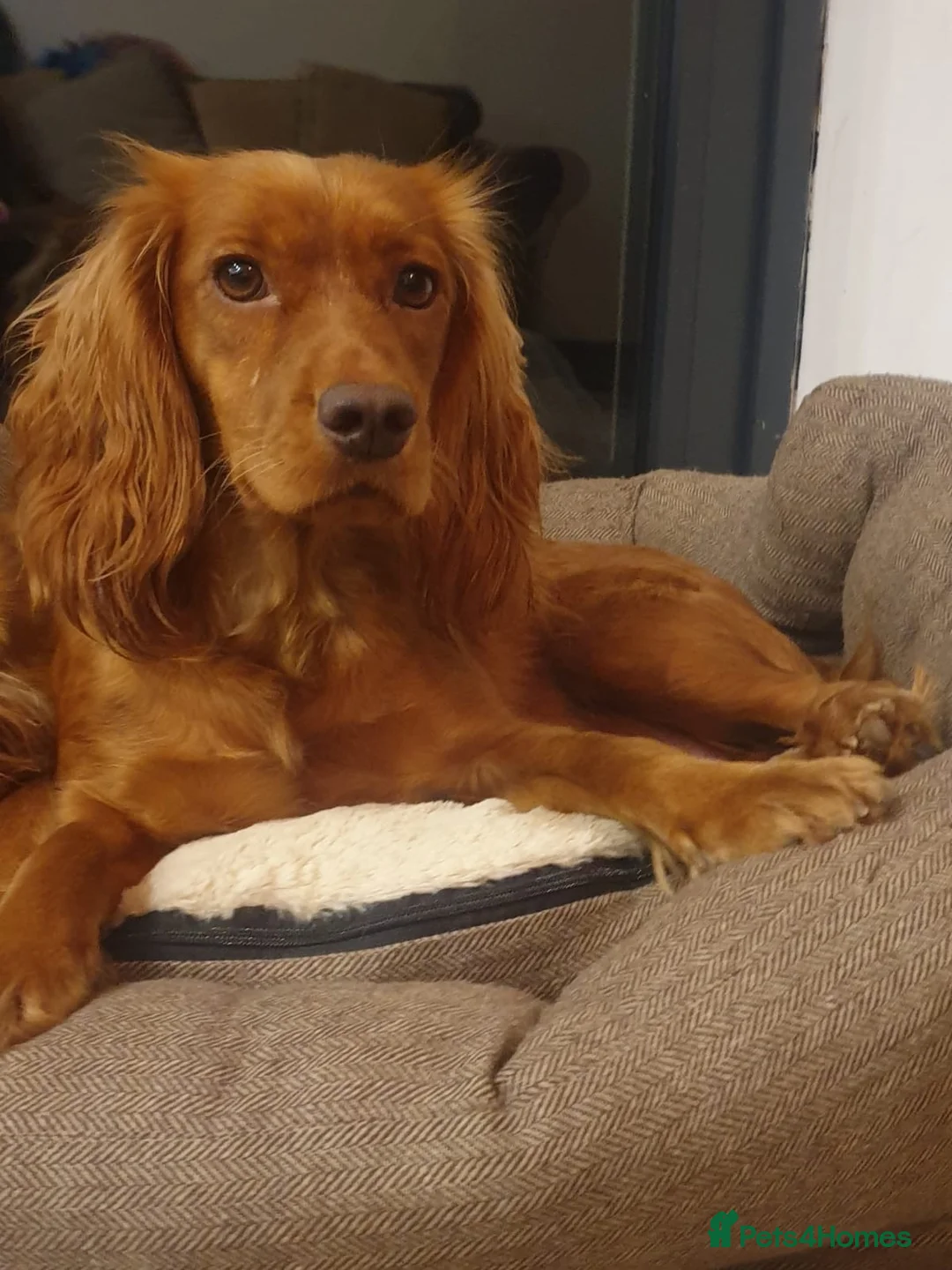 Cocker Spaniel dogs for sale: Outsdanding breedline of Working Cocker Spaniels - Advert 1