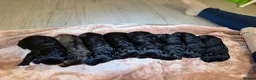 Bordoodle dogs for sale: Mini borderdoodles  in Accrington - Advert 7
