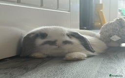 Mini Lop rabbits for sale: Mini Lop Male 12 weeks old - Image 2
