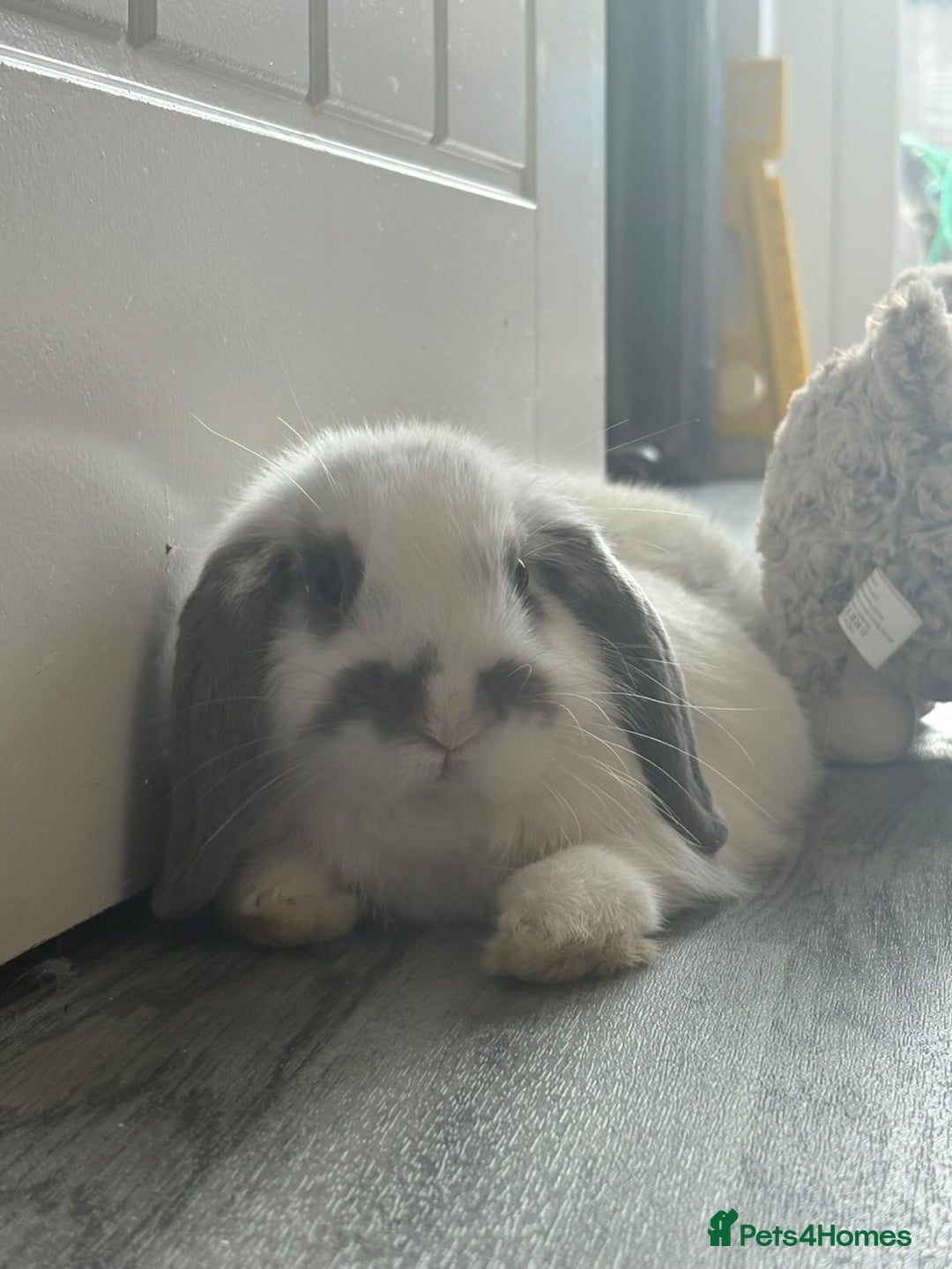 Mini Lop rabbits for sale: Mini Lop Male 12 weeks old - Image 2