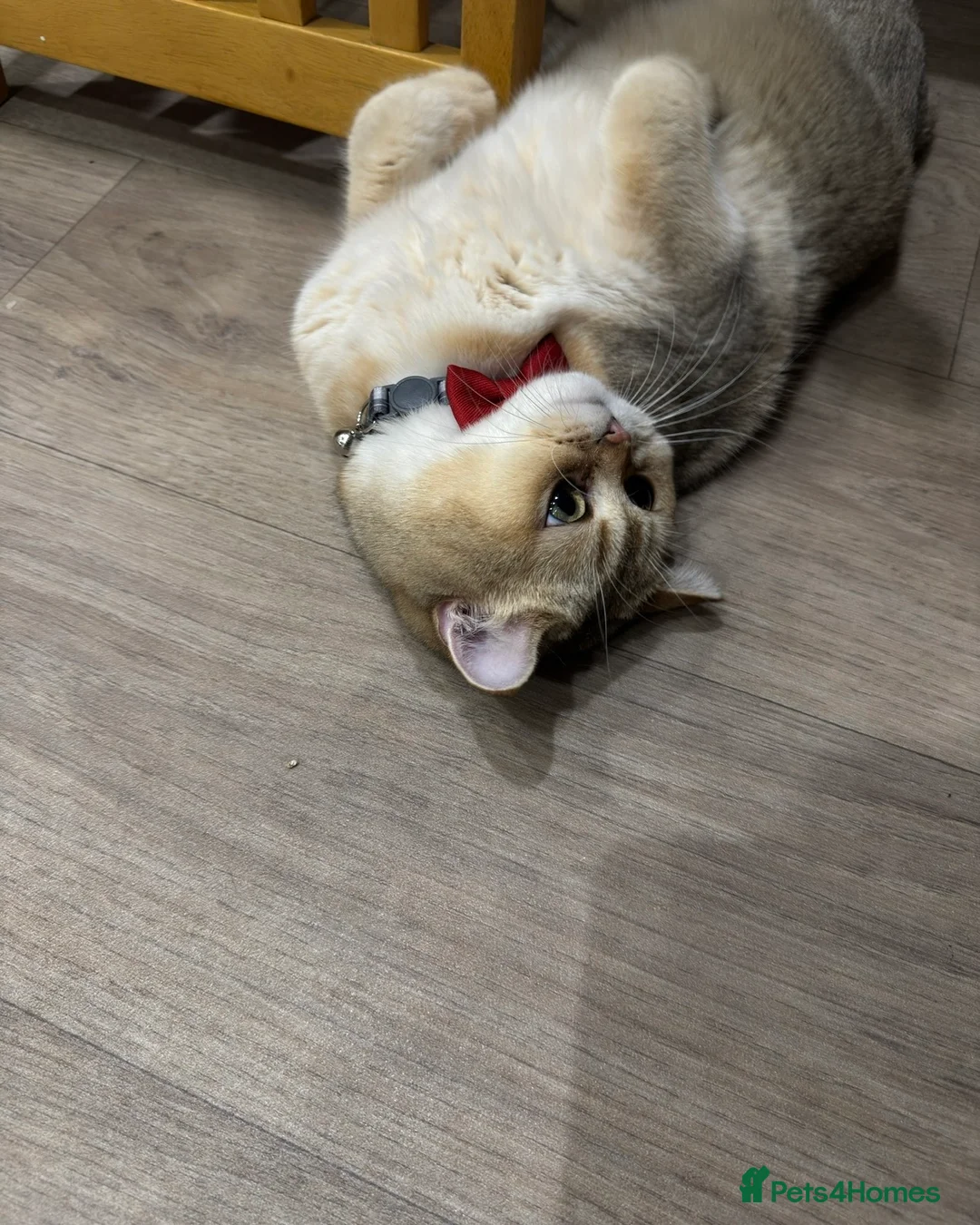 British Shorthair cats for sale: 🐾Beautiful Young Cats Seeking Their Forever Homes - Advert 2