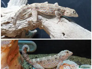 Gecko reptiles Bird headed rock geckos - Advert 1