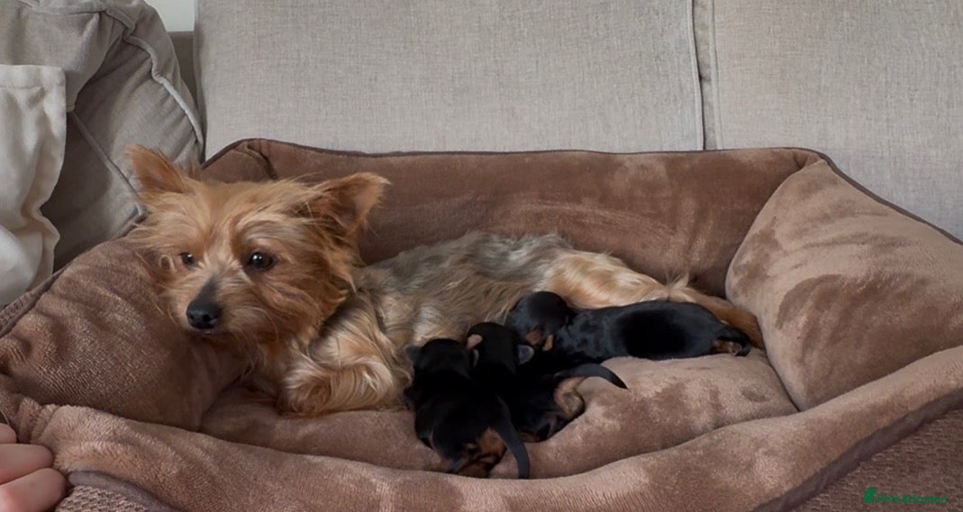 Yorkshire Terrier dogs Yorkshire terrier puppy’s  - Advert 4