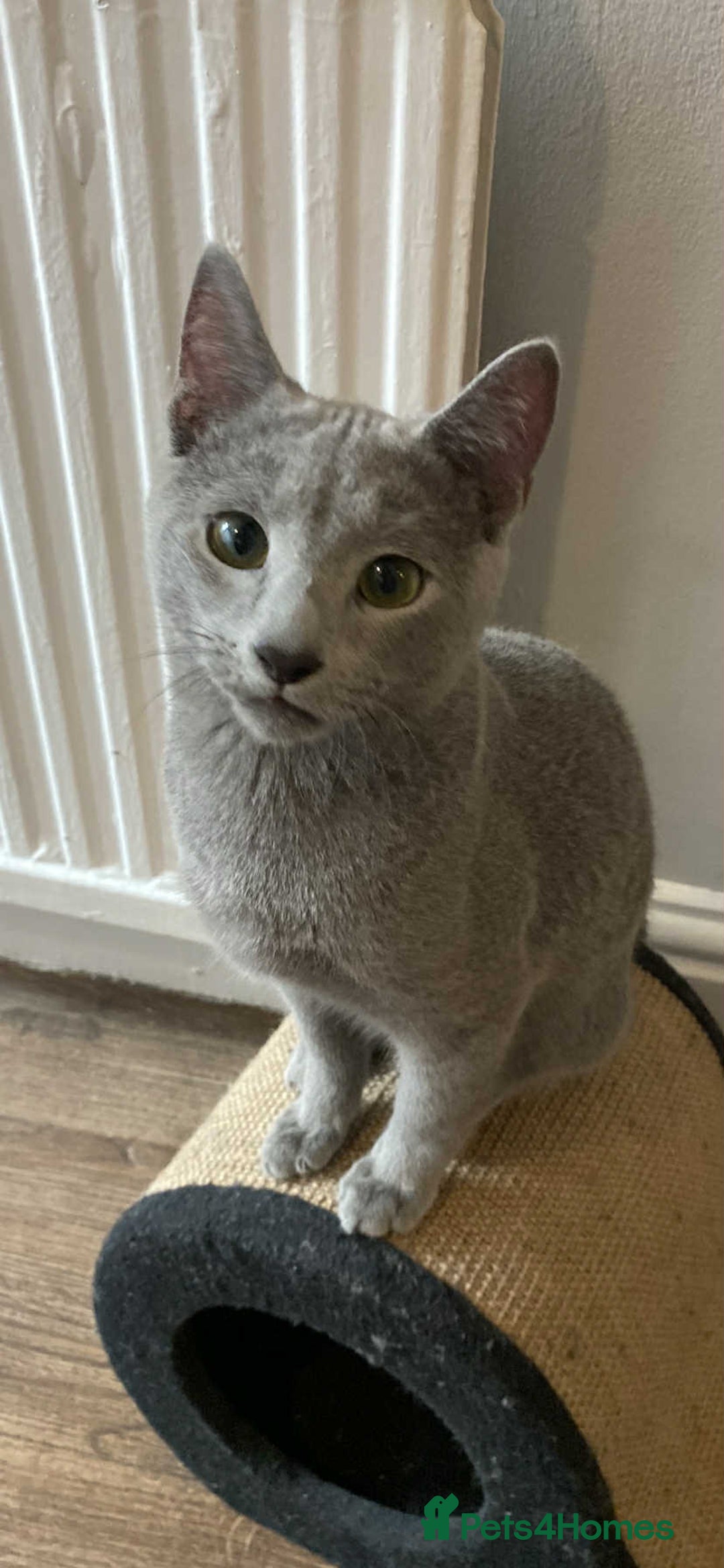 Russian Blue cats for sale: Russian blue  - Image 9