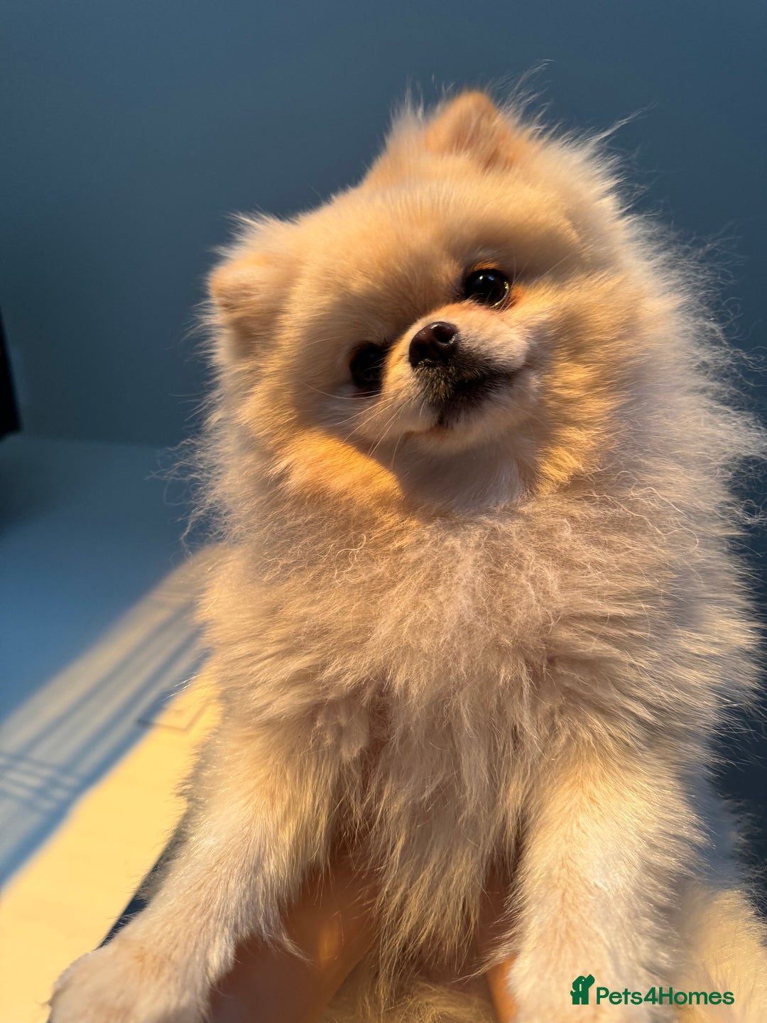 Pomeranian dogs for stud: Pomeranian stud  - Advert 2