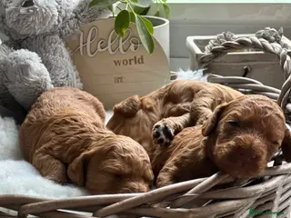 Australian Labradoodle dogs Beautiful Australian Labradoodle Pups - Advert 3