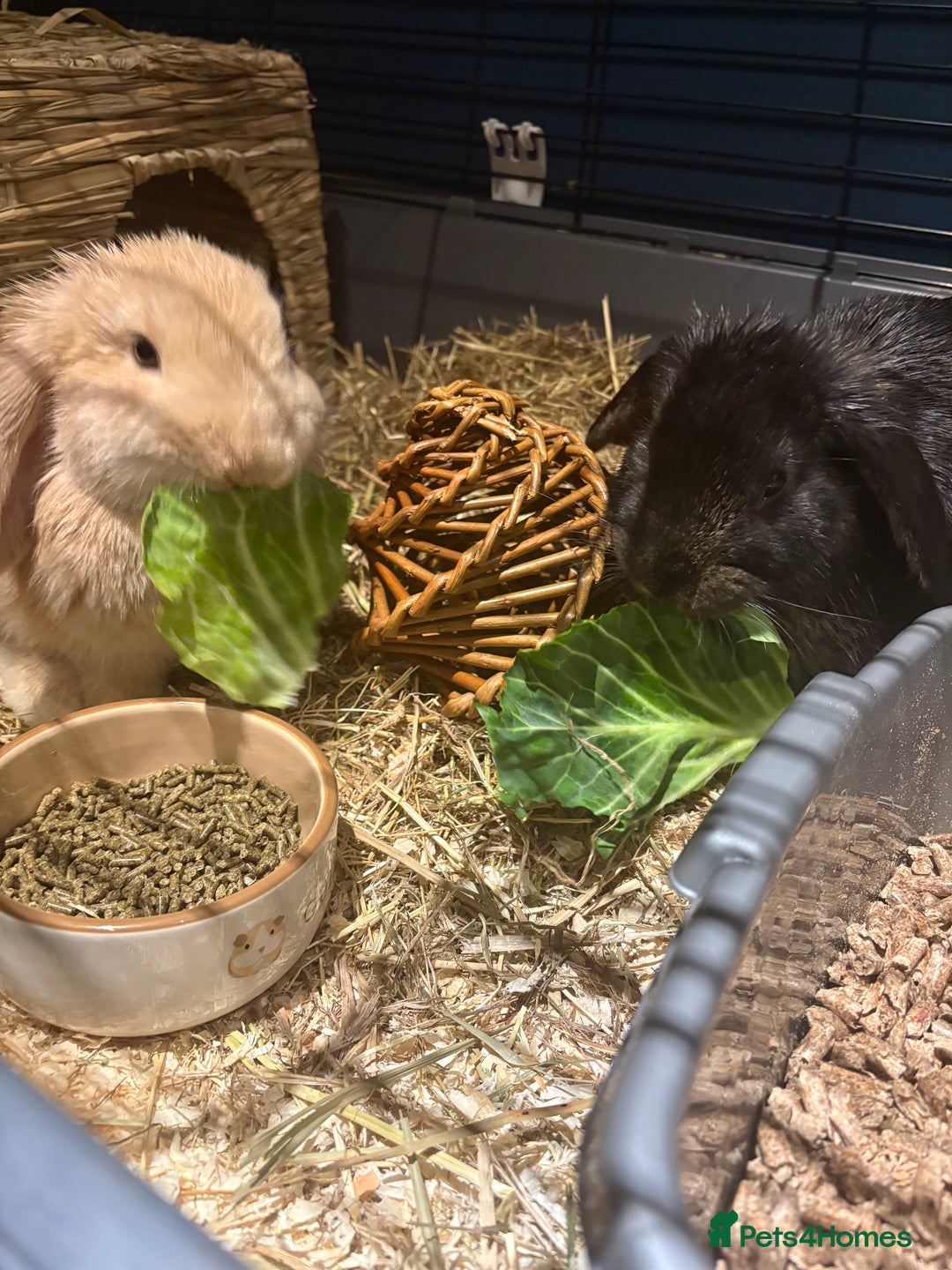 English Lop rabbits for sale: 2 bunnys - Advert 6