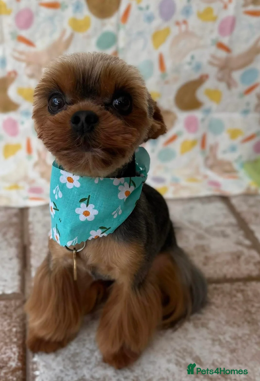 Yorkshire Terrier dogs for stud: Tiny Yorkshire Terrier for stud  - Advert 2