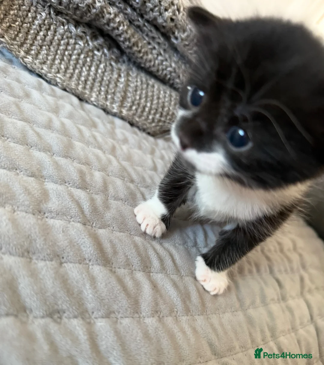 Mixed Breed cats for sale: Last kitten left  - Advert 5