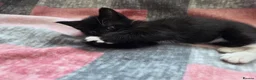Mixed Breed cats for sale: Adorable Kittens Looking for Loving Homes  - Advert 5