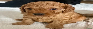 Cavapoo 2