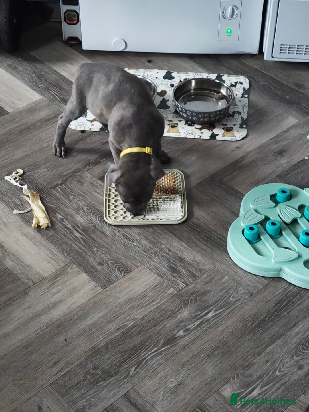 Mixed Breed dogs for sale: Loving puppy looking for her forever home - Advert 6