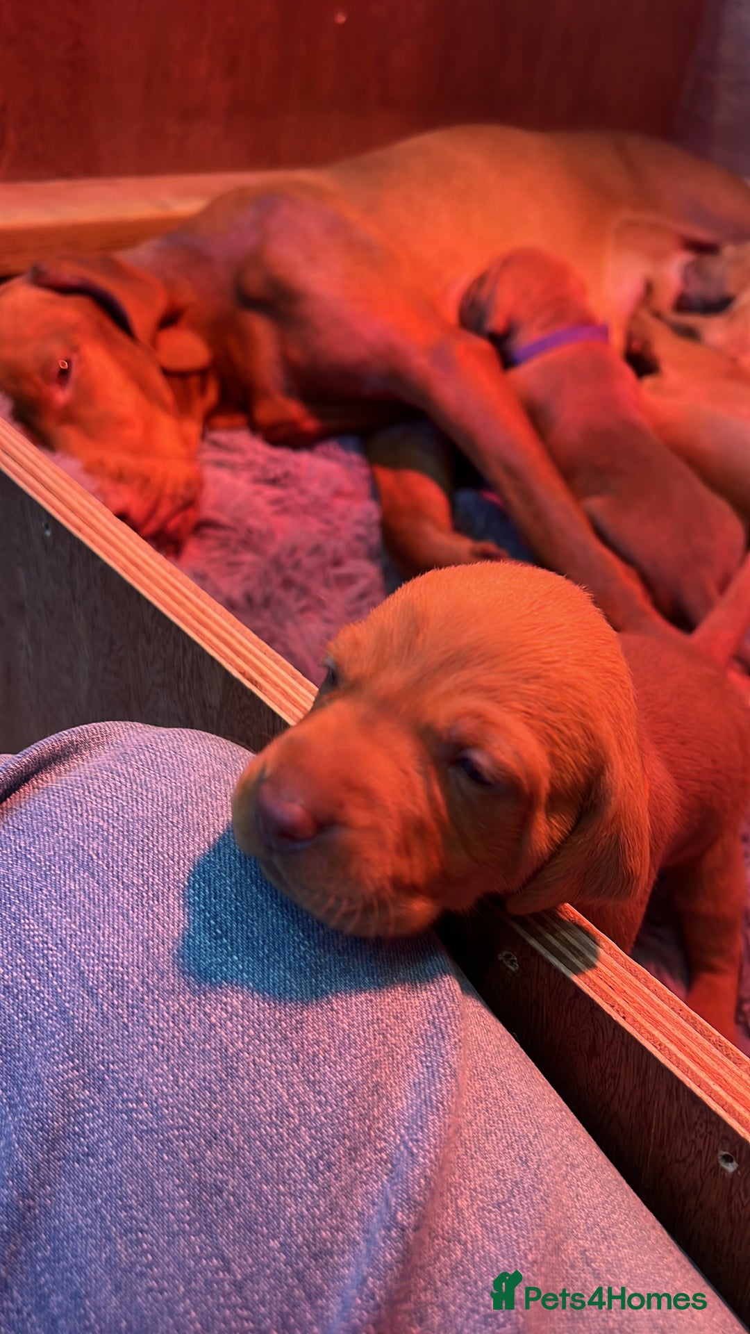 Hungarian Vizsla dogs for sale: Hookside x Skyrocket - Advert 16