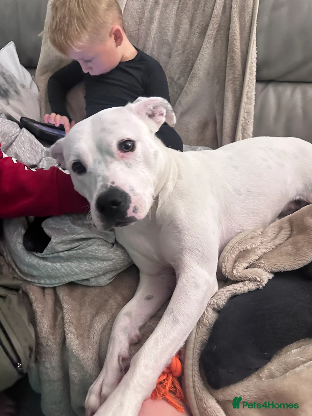 Mixed Breed dogs for sale: Daphne  - Advert 16