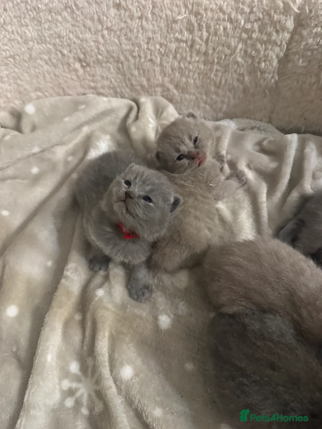 British Shorthair cats for sale: British shorthair  in Portsmouth - Advert 7
