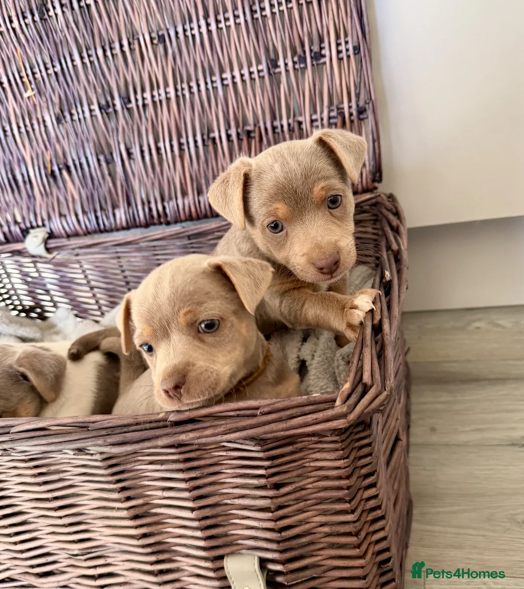 Jack Russell dogs for sale: Mini Jack Russel Terriers in Chelmsford - Advert 8