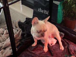 French Bulldog dogs French bulldog - Advert 6