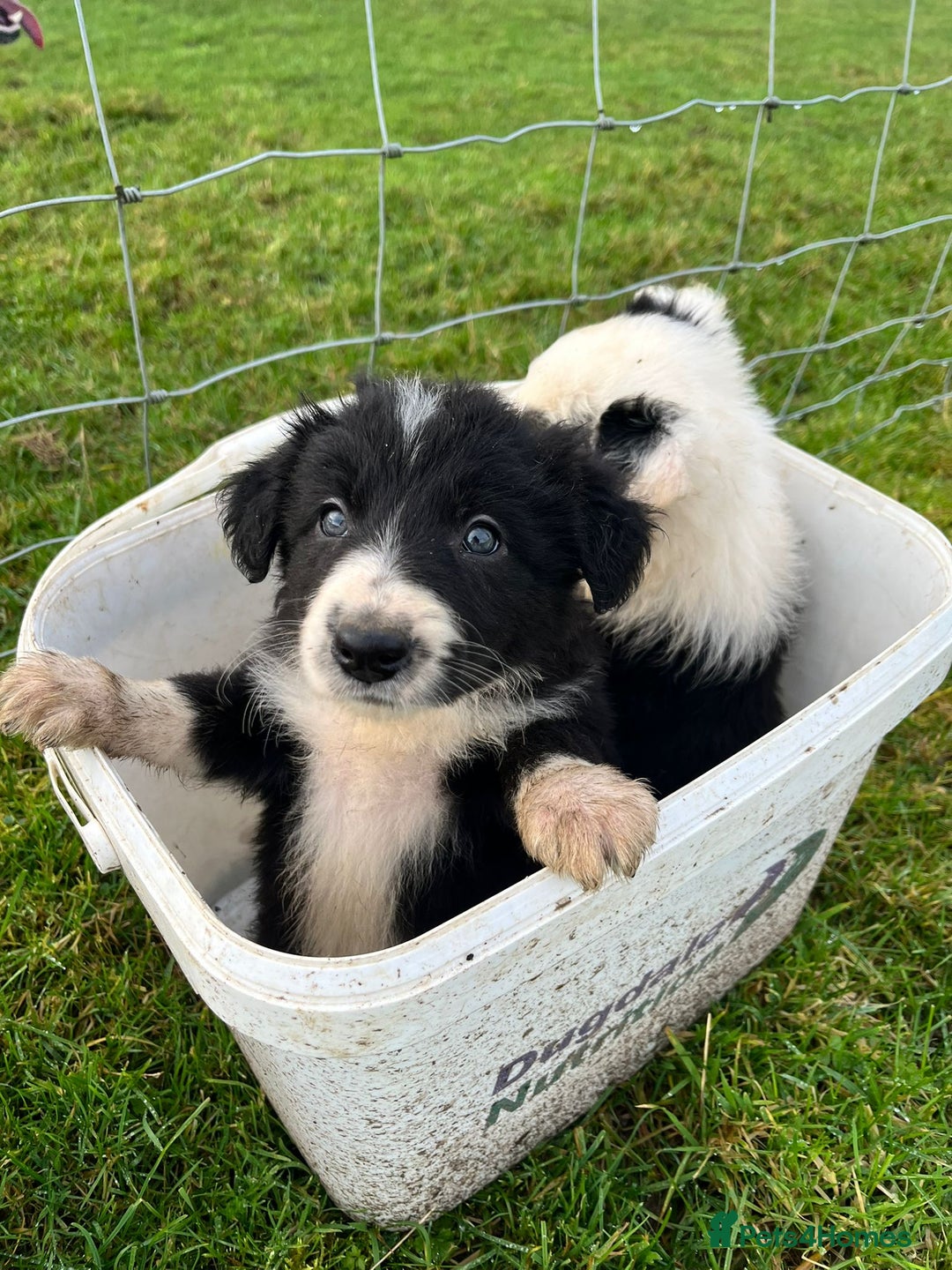 Border Collie dogs for sale: Border Collies - available for  **  - Advert 1
