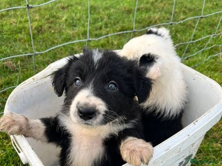 Border Collie dogs Border Collies - available for Christmas - Advert 6