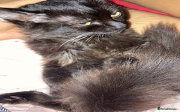 British Longhair cats for sale: british long hair  - Image 14