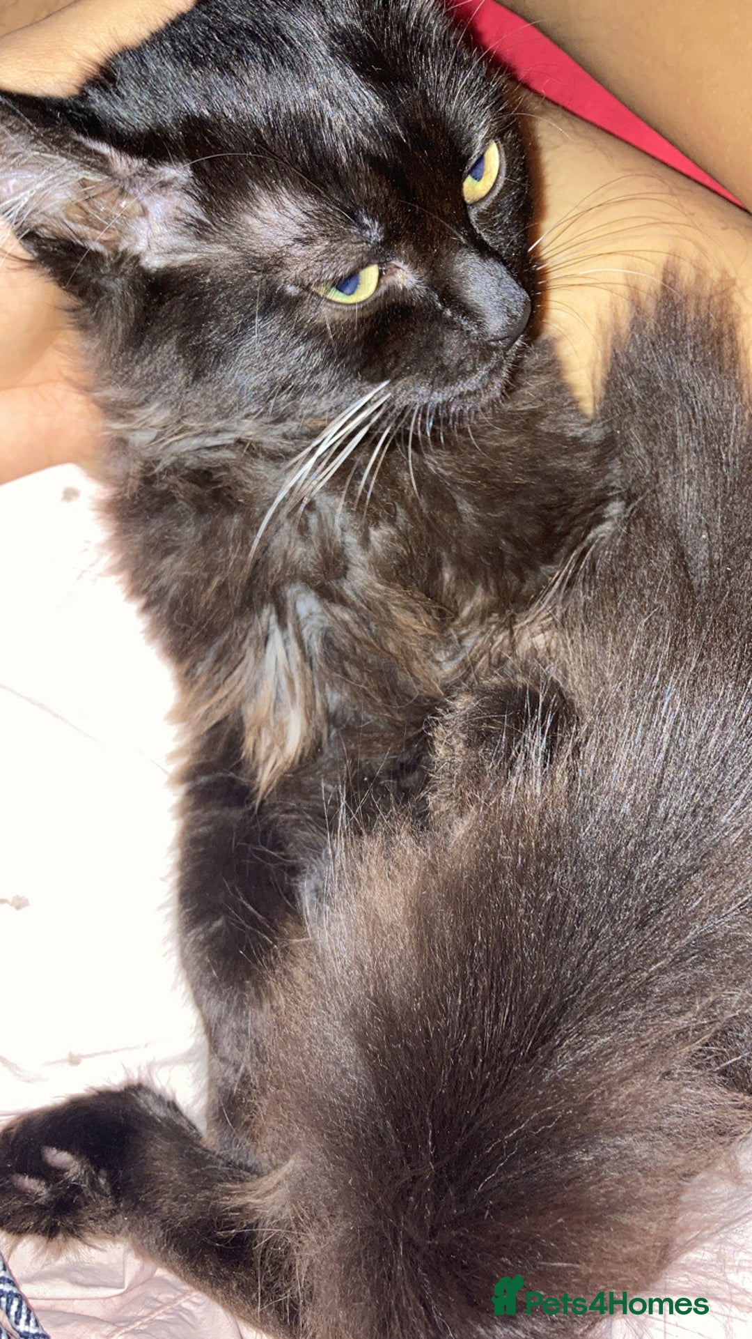 British Longhair cats for sale: british long hair  - Image 14