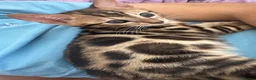 Bengal cats for sale: baby bengal male - Advert 2
