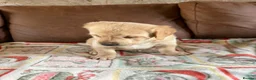 Goldador dogs for sale: F1 Goldador puppies - Advert 11