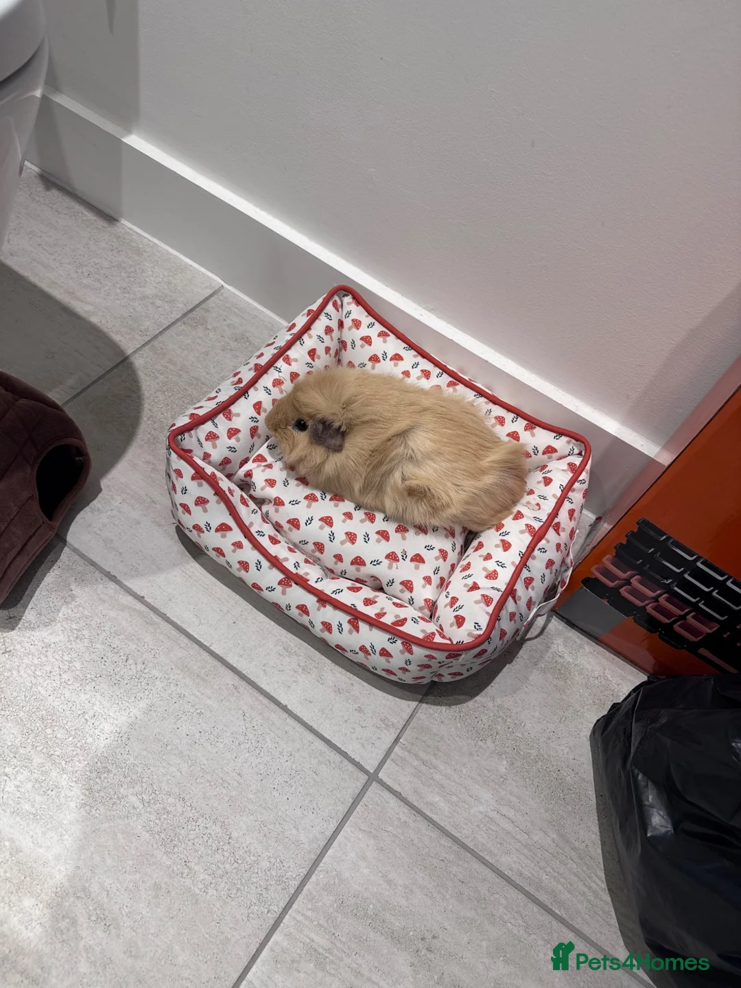 Guinea Pig rodents for sale: 4 Guinea Pigs  in London - Advert 2