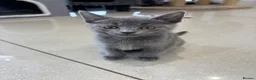 Russian Blue cats for sale: Tica registered kittens - Advert 10