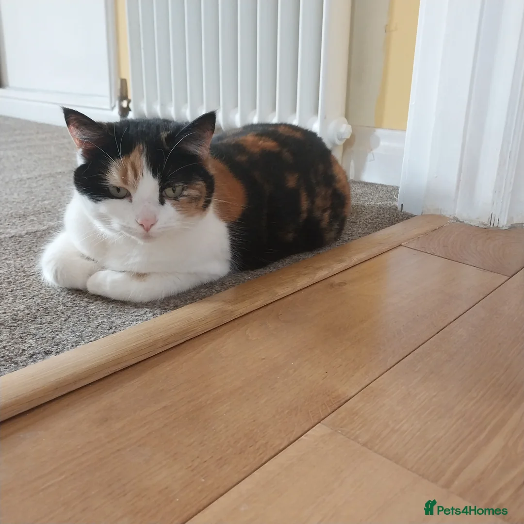 Mixed Breed cats for sale: Affectionate 6 year old cat to be rehomed in Eastbourne - Advert 2