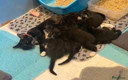 Mixed Breed cats for sale: 2 boys 1 girl left - Image 8