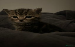 British Shorthair cats for sale: 4 Beautiful British Shorthair cross Kittens  - Image 31