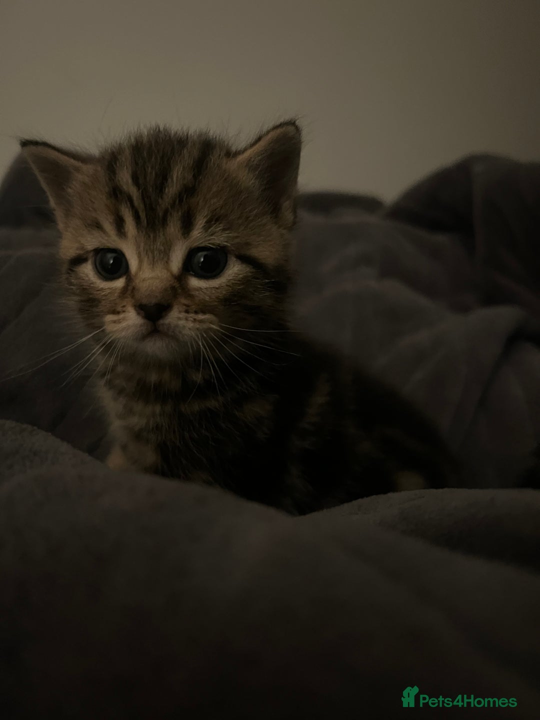 British Shorthair cats for sale: 4 Beautiful British Shorthair cross Kittens  - Image 31
