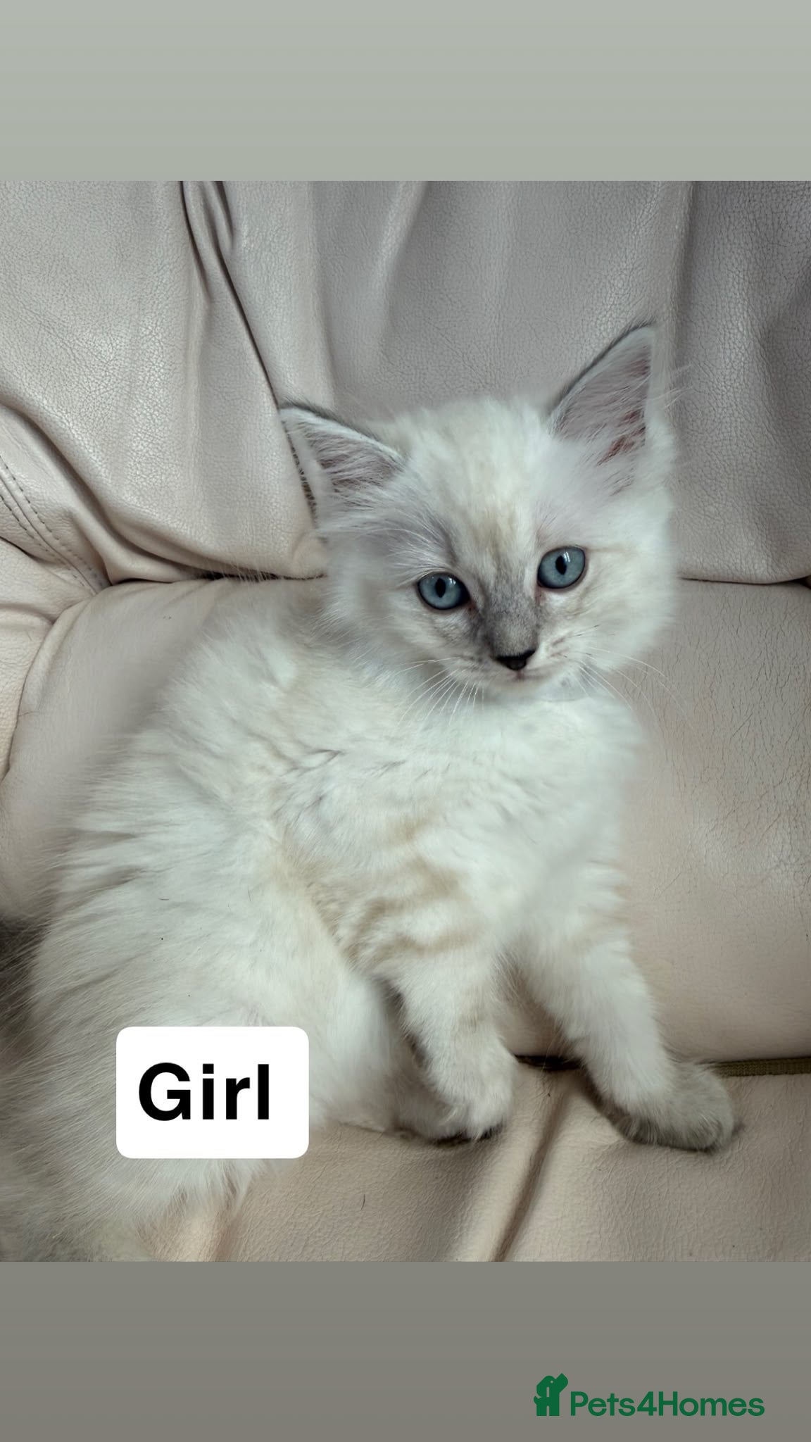 Ragdoll cats Stunning litter of ragdoll kittens  - Advert 2