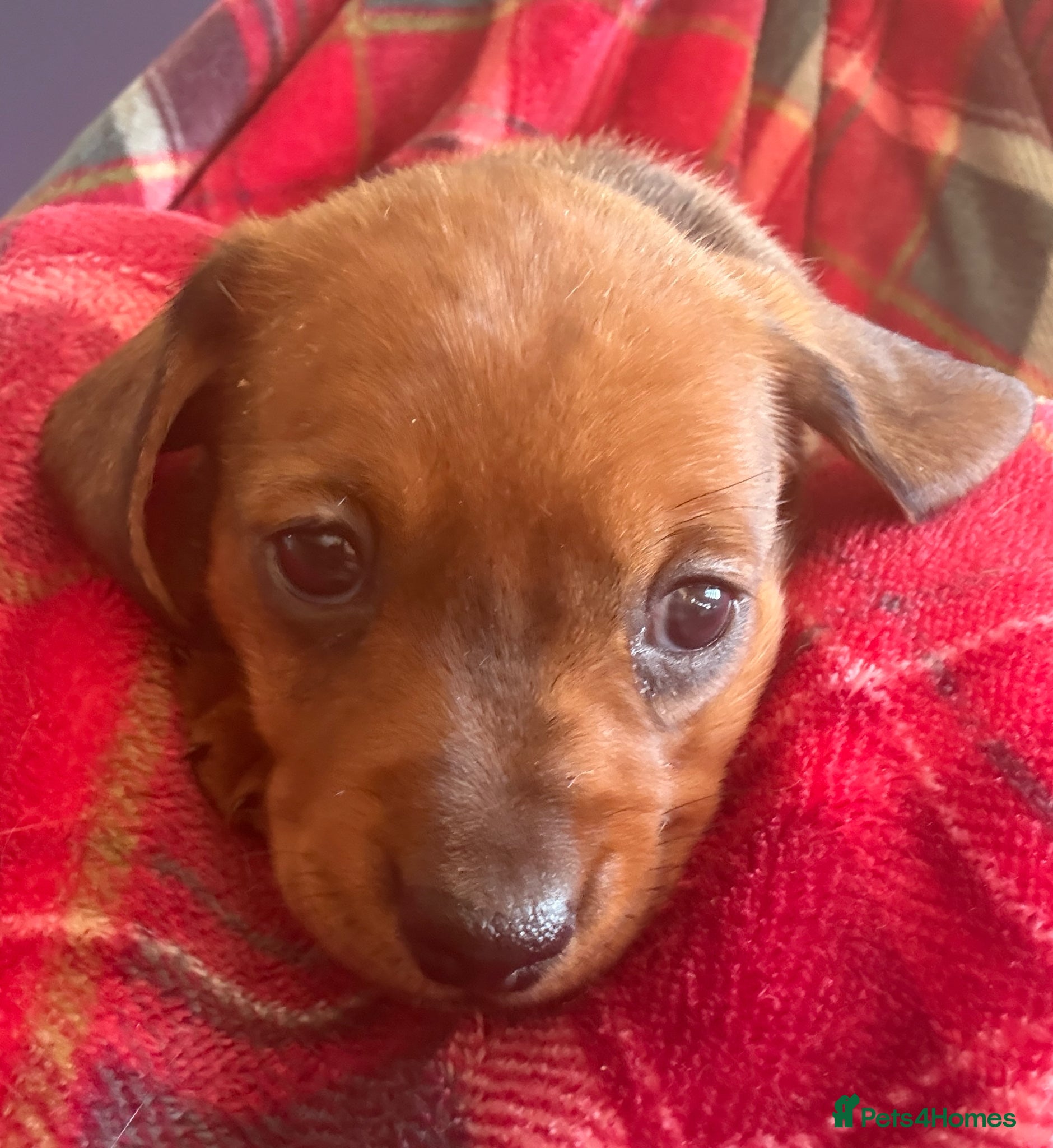 Miniature Dachshund dogs for sale: Beautiful dachshund pups only 2 left - Advert 9