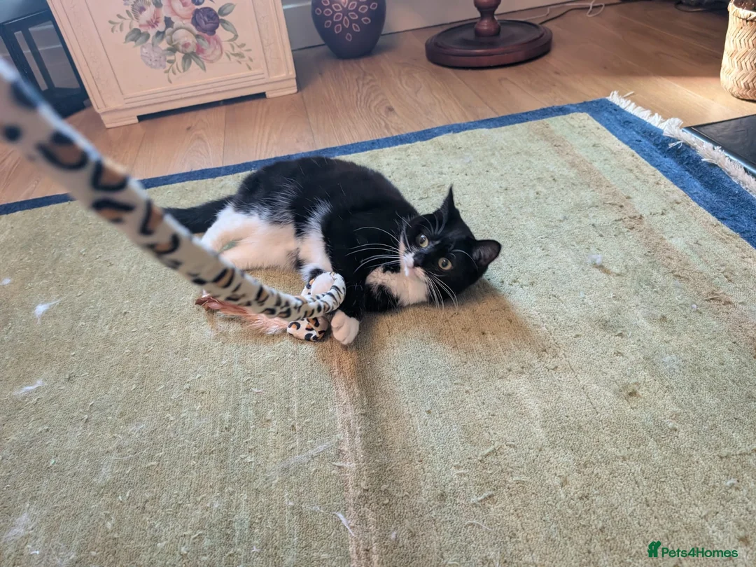 Mixed Breed cats for sale: 2 bonded cats for loving home - Advert 2