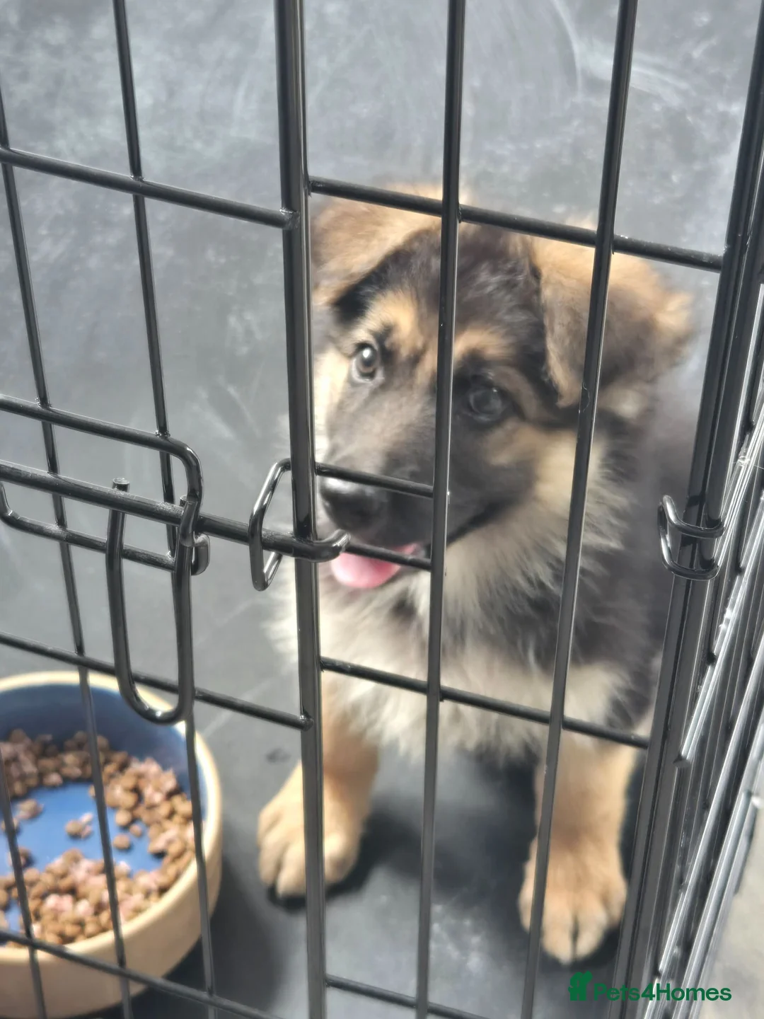 German Shepherd dogs for sale: 10 week B&T female gsd pup - Advert 2