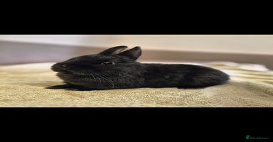 Netherland Dwarf rabbits - Advert 3