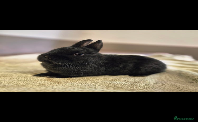 Netherland Dwarf rabbits - Advert 1