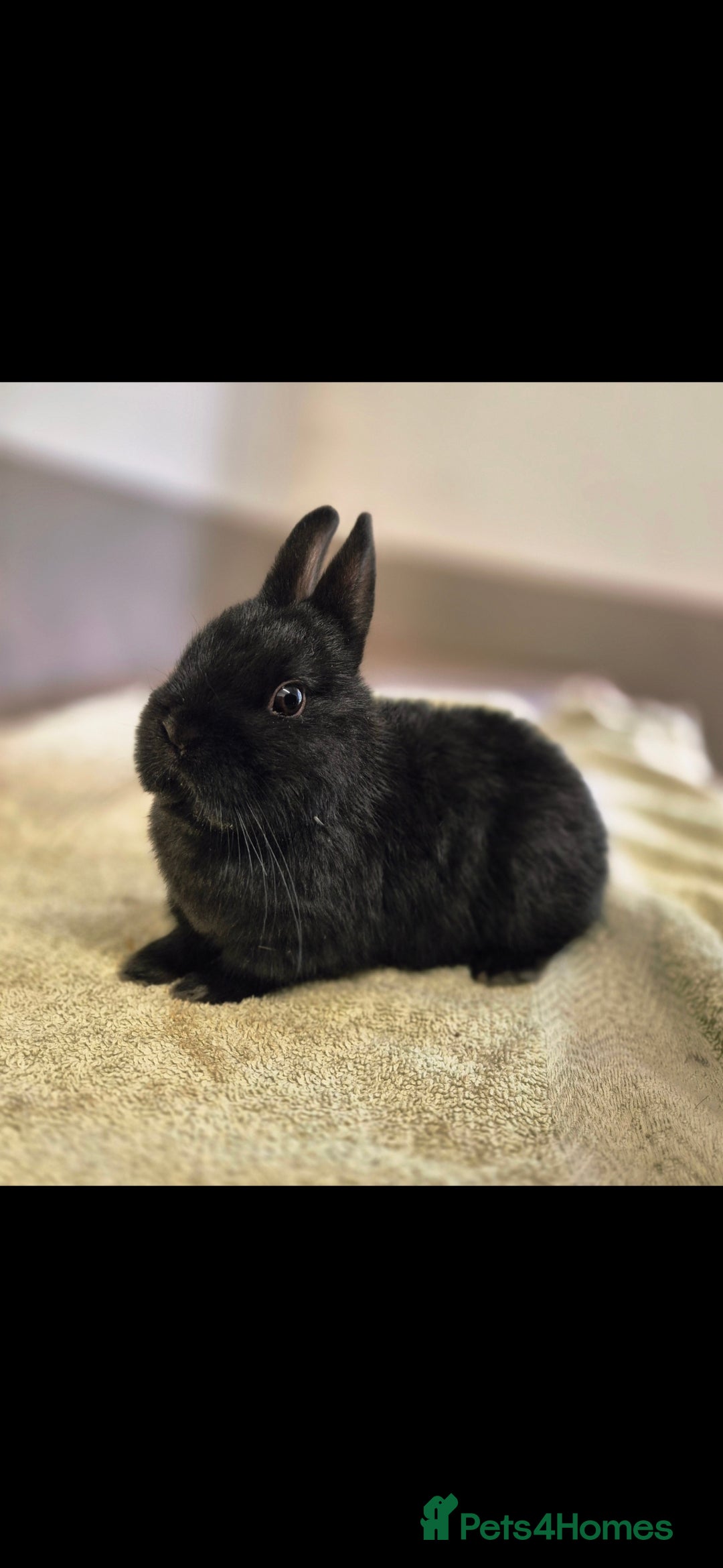 Netherland Dwarf rabbits for sale: Netherland dwalfs - Image 1